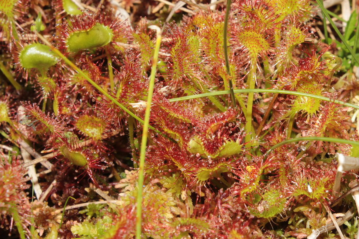 Drosera rotundifolia L.